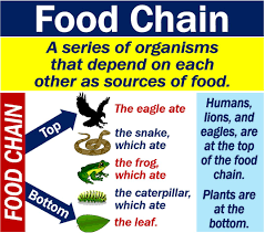 Show what eats what in order to gain the energy it needs. What Is The Food Chain Definition And Examples Market Business News