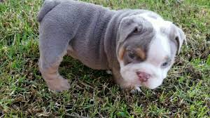 There are 25504 english bulldog for sale on etsy, and they cost $18.52 on average. English Bulldog For Sale Cute Lilac Tri Boy Puppy Youtube