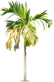 Browse and download hd palm trees png images with transparent background for free. Palm Png Palm Transparent Background Freeiconspng