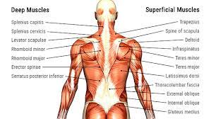 When treating your shoulder pain, what. Thick And Wide The Back Solution T Nation