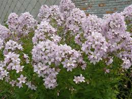 Pin Op Campanula Bellflower