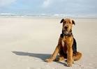 PuppyFind | Airedale Terrier Puppies for Sale