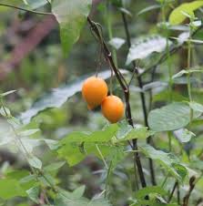 Image result for Tabernanthe