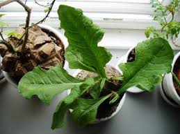 Image result for Oxygonum