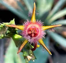 Image result for Duvalia