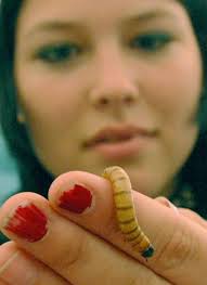 Brentwood students go buggy over entomology