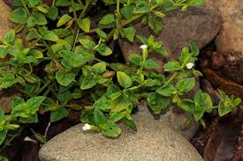 Image result for Torenia thouarsii