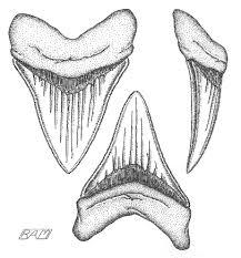 T Rex Teeth Drawing Google Search Shark Art Shark Coloring Pages Coloring Pages