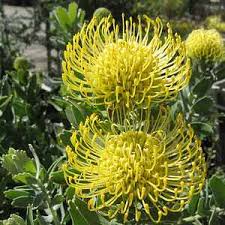 Image result for Leucospermum