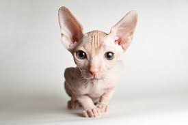 sphynx kitten by jedi grand master yoda flickr sphynx cat baby cats cats and kittens