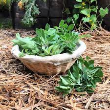 Rotate the water every few days. How To Harvest Herbs How And When To Harvest Homegrown Herbs