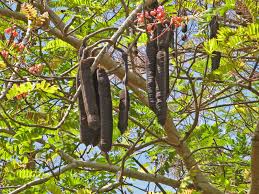 Image result for Cassia grandis