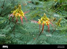 Image result for Erythrostemon