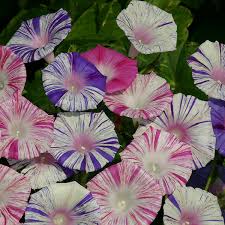 Image result for Ipomoea vernalis