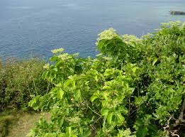 Image result for Premna mooiensis