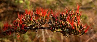 Image result for Blepharis katangensis