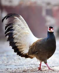 Gulten Akal Adli Kullanicinin Aves Belissimas Panosundaki Pin Hayvanlar Hayvanlar Alemi Hayvan