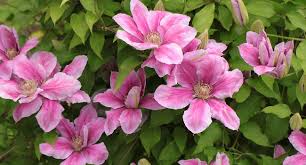 Are clematis poisonous to dogs. 131 House Garden Wild Plants That Are Poisonous To Dogs