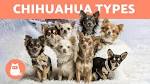 Types of Chihuahuas