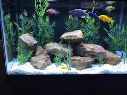 Set-Up & Care For The African Cichlid