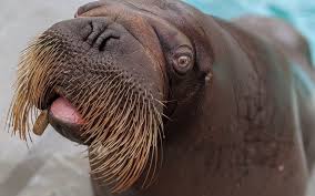 As a reminder, this conference call is being recorded and will be available for replay on mammoth energy services' website. Canadian Researchers 3d Print Metal Tusk Caps To Protect The Dental Health Of Endangered Walruses 3d Printing Industry