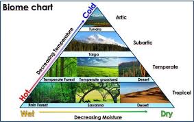 biome chart triangles montessori science science biology