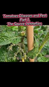Image result for BLACKFLY ON TOMATO PLANTS