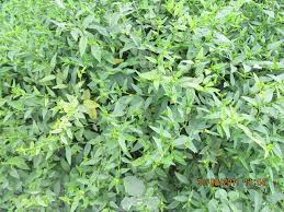 Image result for Sida veronicifolia