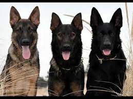 Puppy 1 black gsd, both parents are all black gsd. Black German Shepherd Puppies Collection Of Pictures Black German Shepherd Puppies Dogs Youtube