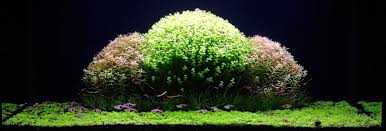 quin walker adli kullanicinin large aquaria panosundaki pin aquascaping akvaryum gubre