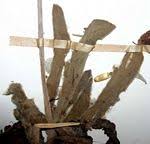 Image result for Vernonia musofensis