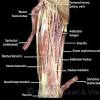 Several muscles are located in the posterior compartment of the leg, typically grouped into superficial and basal groups. 1