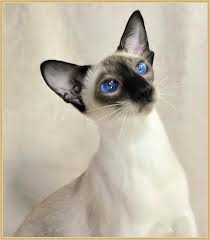 Find siameses kittens & cats for sale uk at the uk's largest independent free classifieds site. Traditional Siamese Kittens For Sale Applehead Siamese Cat Breeders Balinese
