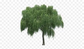 They grow to be three to six inches the tree blooms in late winter or spring and flowers known as catkins appear. Weeping Willow Tree Rendering Tree Weeping Willow Png Weeping Willow Png Free Transparent Png Images Pngaaa Com
