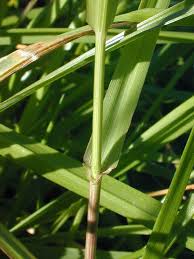 Image result for Lolium multiflorum