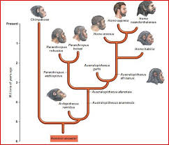 Human Evolution Timeline Human Evolution Tree Human