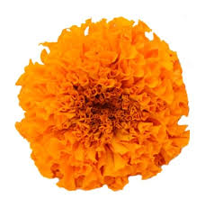 Latest deals for limited time only. Calendula Buy Bulk Marigold Flowers Online Whole Blossoms