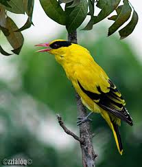 Memberi makan burung kelicap ibu muda mereka terutamanya pada serangga kecil, dan kemudian dicampur dengan madu. Ke Mana Perginya Semua Burung Burung Ini Myrokan