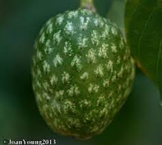 Image result for Annona senegalensis