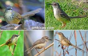 Mengenal Lima Jenis Burung Ciblek Download Suara Aslinya Untuk Memancing Bunyi Om Kicau