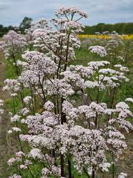 Image result for Valeriana
