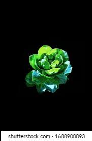 Image result for Oliverella