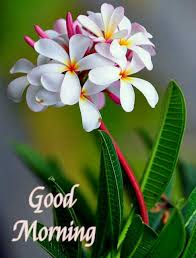 Pin By Lingajayam Lingam On Morning Good Morning Flowers Good Morning Beautiful Flowers Good Morning Flowers Gif
