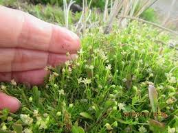 Image result for Sagina