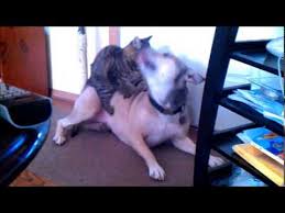 Learn these young, male and female animal names with esl pictures to increase your vocabulary words in english. Male Cat Mounts Female Dog Youtube