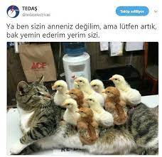 en komik kedi capsleri burada komik kediler kedi hayvan mizahi