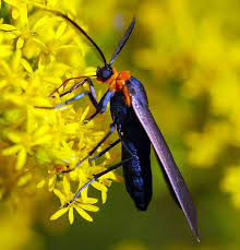 Image result for Cissus faucicola