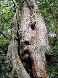拉拉山，又名達觀山，位於臺灣 桃園市 復興區和新北市 烏來區 泰雅族語裡有「美麗」的意思；但是根據日治時代 森丑之助的實地踏查，「拉拉」在泰雅語是「刀」之意，「拉拉山」亦即「劍岳」 。1986年行政院農業委員會林務局成立達觀山自然保護區於該山與塔曼山稜線南側地區，屬於國有林. ææå±± ç¥æ¨ä¹ä¸ å¾©èåææå±±èªç¶ä¿è­·åçåç Tripadvisor