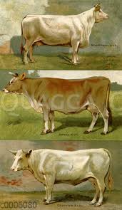 Jersey kuh mit bullenkalb vom 13. Rinderrassen Shorthorn Kuh Jersey Kuh Charolais Kuh Quagga Illustrations