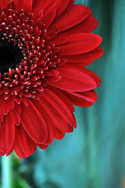 Red Gerber Daisy Flower Photograph Aqua Teal Red Fine Art Floral Photography Botanical Nature Living Room Decor Gerber Daisy Photo Print Floral Photography Beautiful Flowers Gerbera Daisy